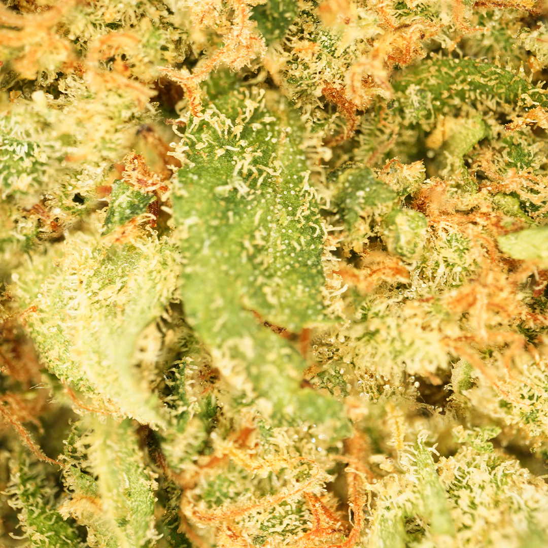 Blue Dream