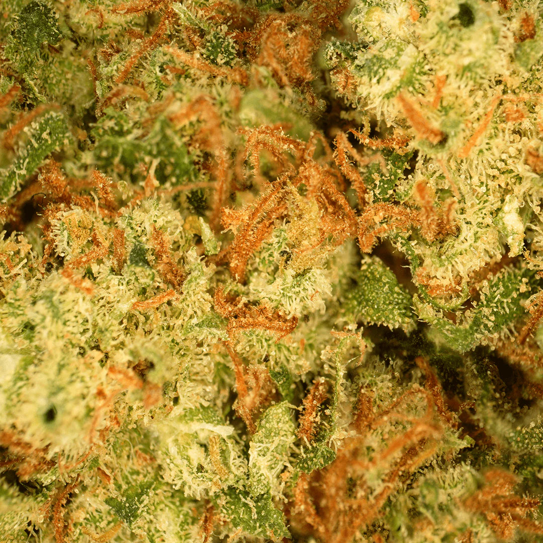 Petites têtes Hawaiian